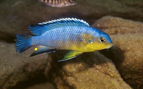 Tropheops sp. 'yellow gular' Gome Rock